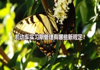 機動車實習期管理有哪些新規(guī)定？